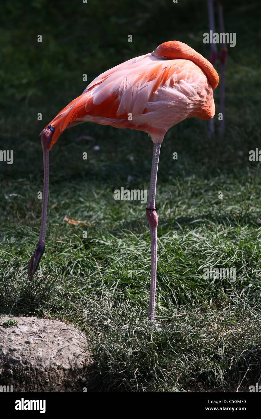 flamant rose Banque D'Images