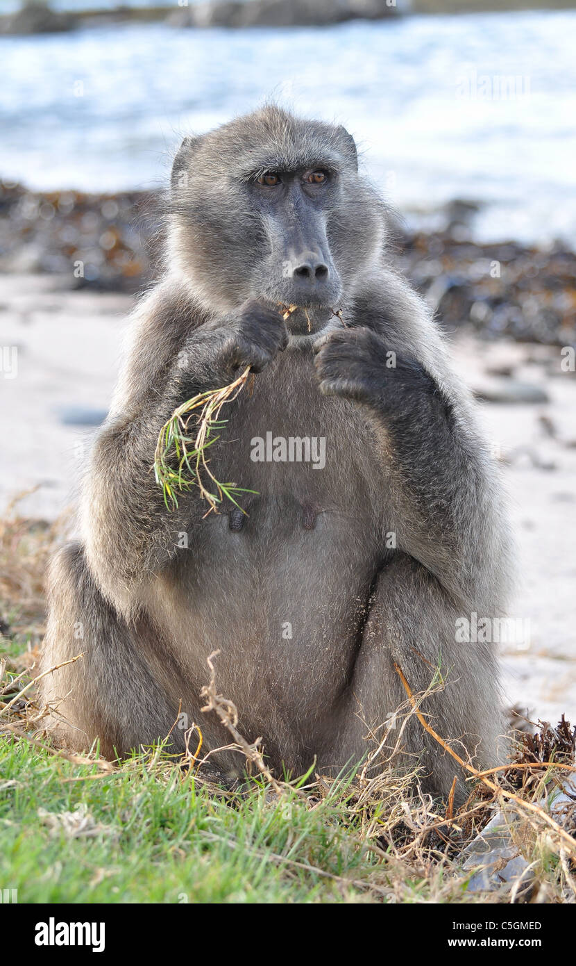 Des babouins Chacma, afrique du sud Banque D'Images