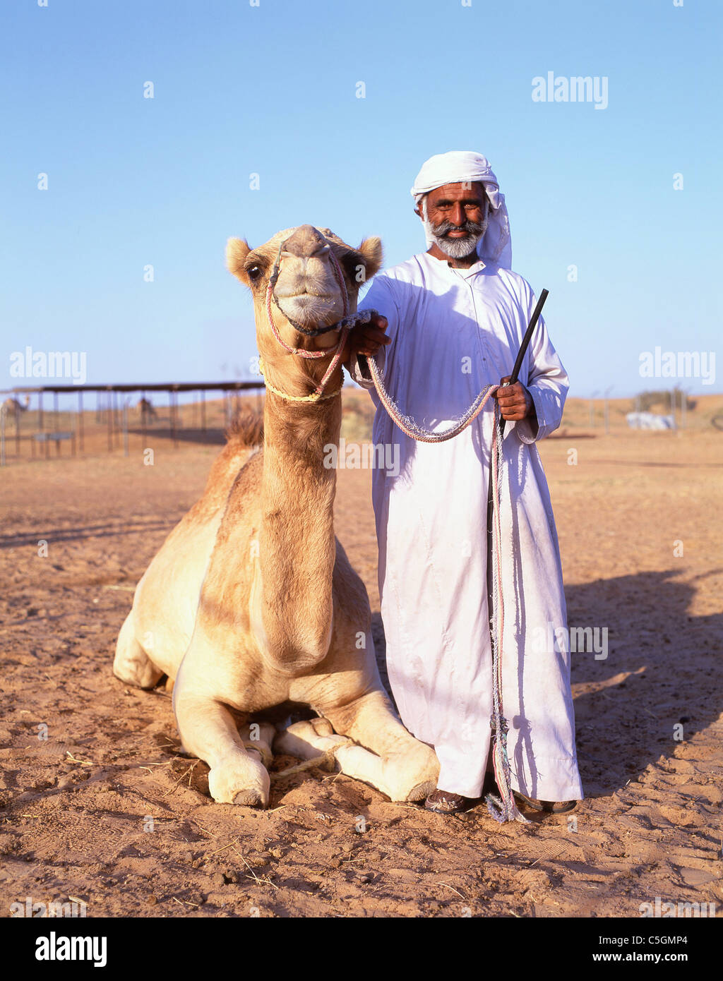 Chamelier avec chameau, le désert de Dubaï, Dubaï, Émirats Arabes Unis Banque D'Images