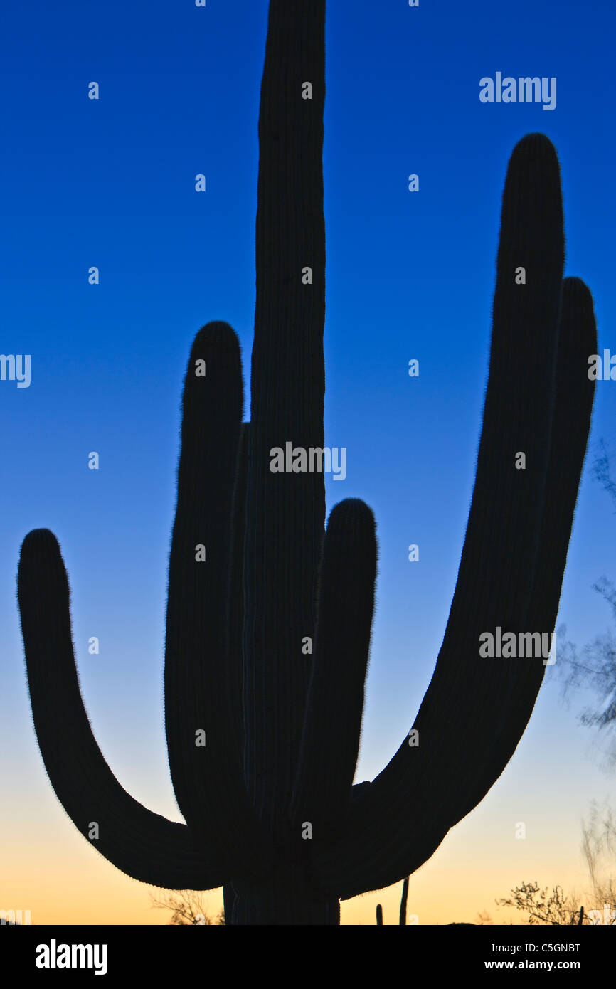 Silhouette d'un cactus Saguaro, Carnegiea gigantea au crépuscule, l'aube de Saguaro National Park West, Saguaro National Park, Arizo Banque D'Images