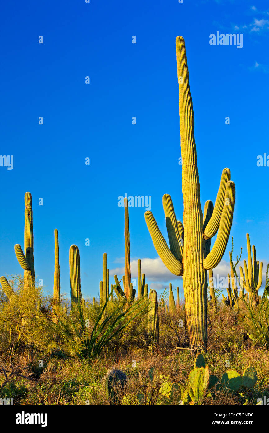 Saguaro cactus, Carnegiea gigantea, Saguaro National Park West, Saguaro National Park, Arizona, USA Banque D'Images