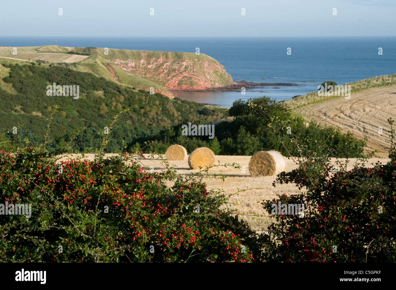 Terres côtières avec haybales les haies et les falaises près de St Abbs Banque D'Images