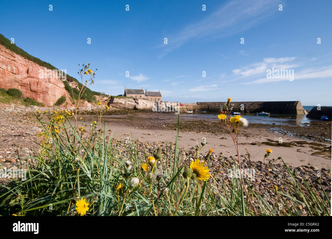 Cove Harbour et de fleurs sauvages Banque D'Images