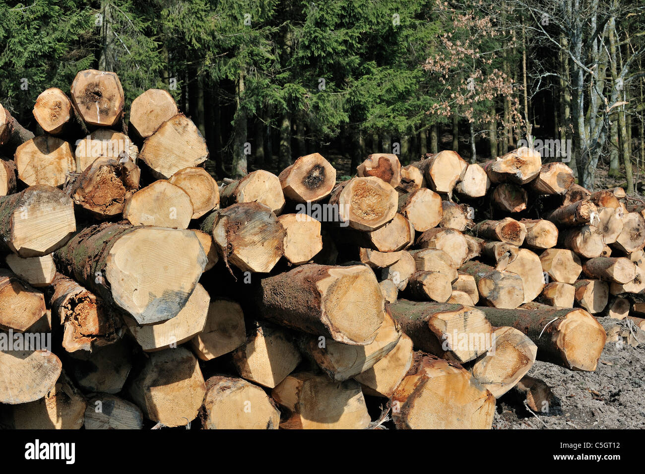 Un tas de bois de l'exploitation forestière dans une forêt de pins Banque D'Images