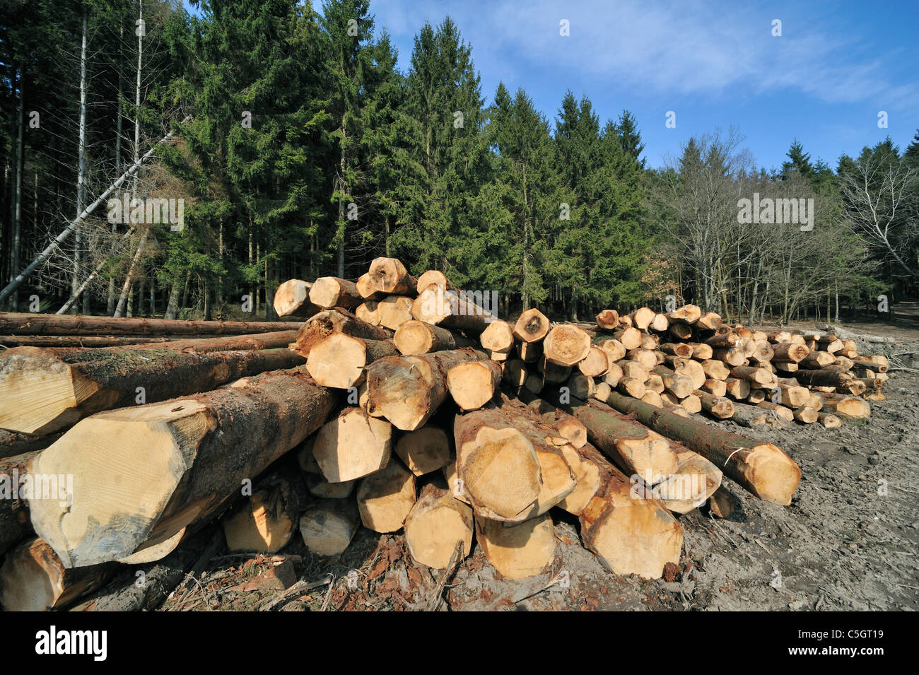 Un tas de bois de l'exploitation forestière dans une forêt de pins Banque D'Images