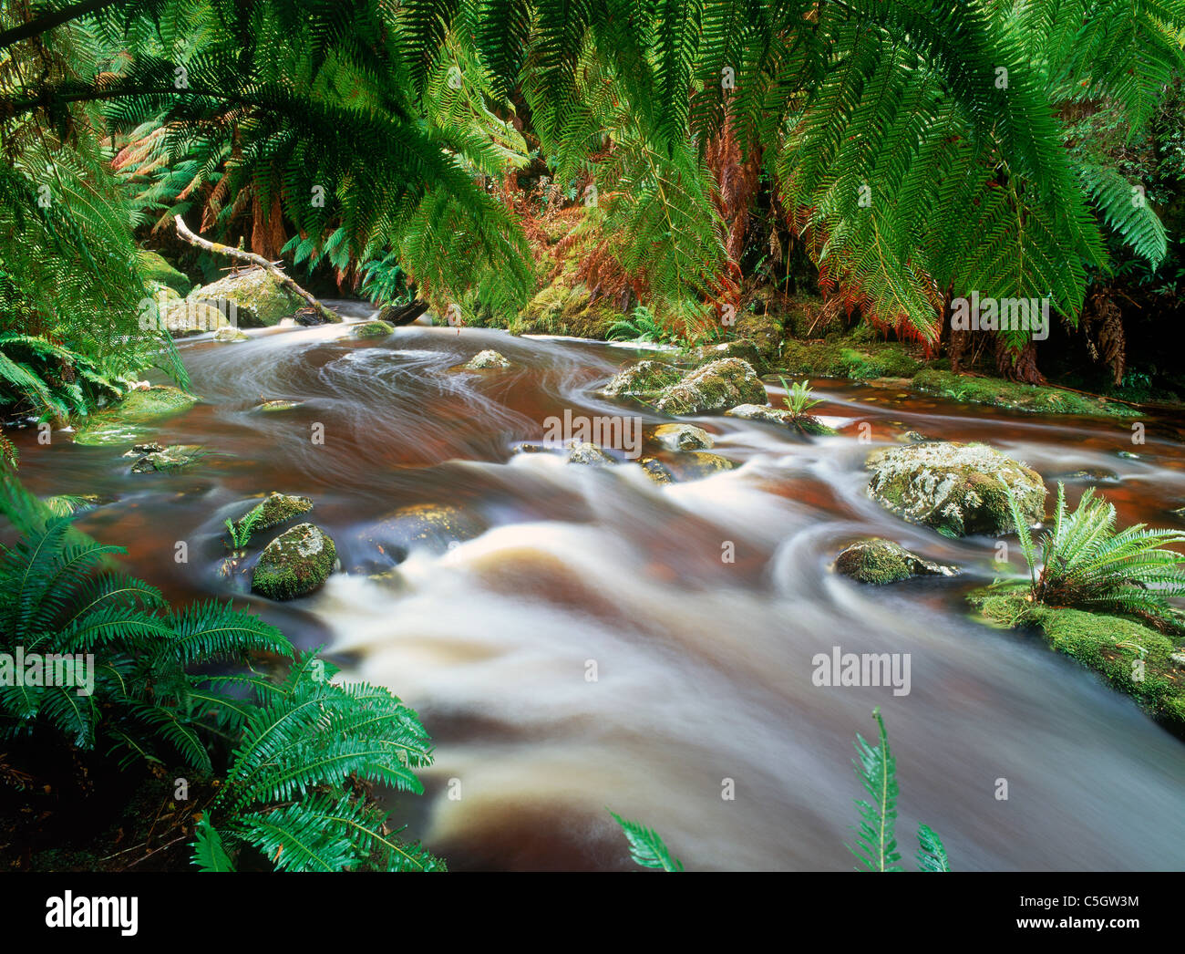 Stream passant fougères dans la forêt de Tasmanie à St Columba Banque D'Images