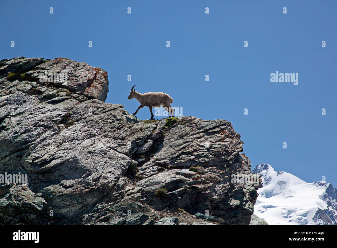 Ibex monte rocks en Suisse Matterhorn region Banque D'Images