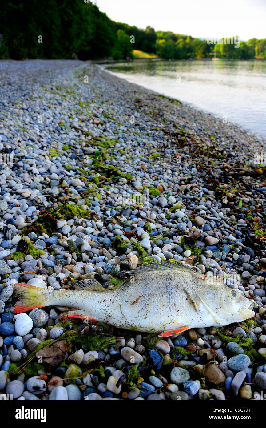 Les poissons morts sur un rivage de galets Banque D'Images