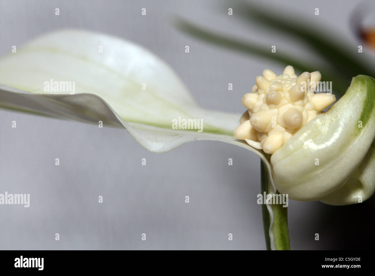 Une fleur blanche Banque D'Images