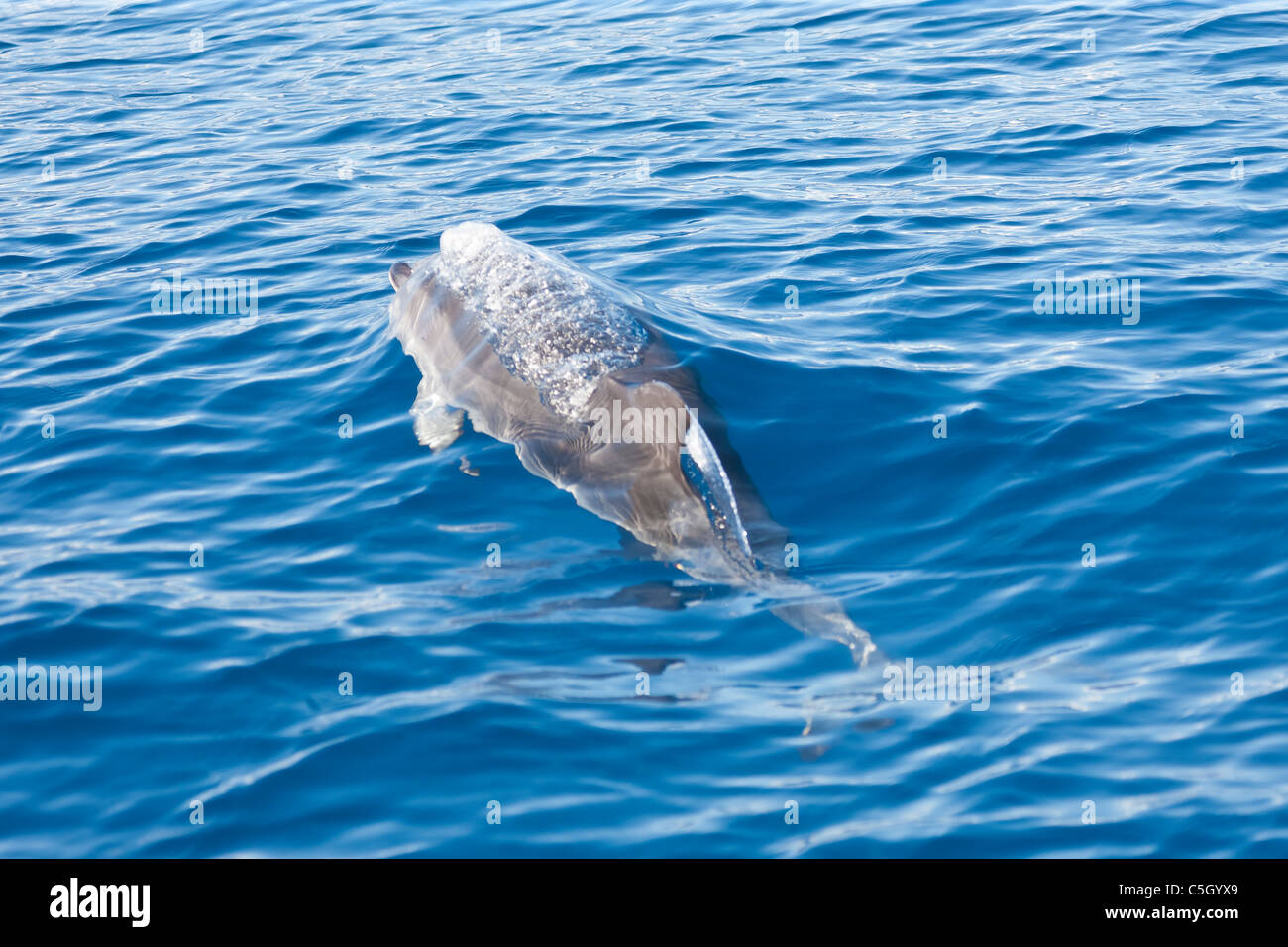 Dauphin tacheté de l'Atlantique (Stenella frontalis) marsouinage dans l'océan Atlantique au sud de l'île de São Miguel dans th Banque D'Images