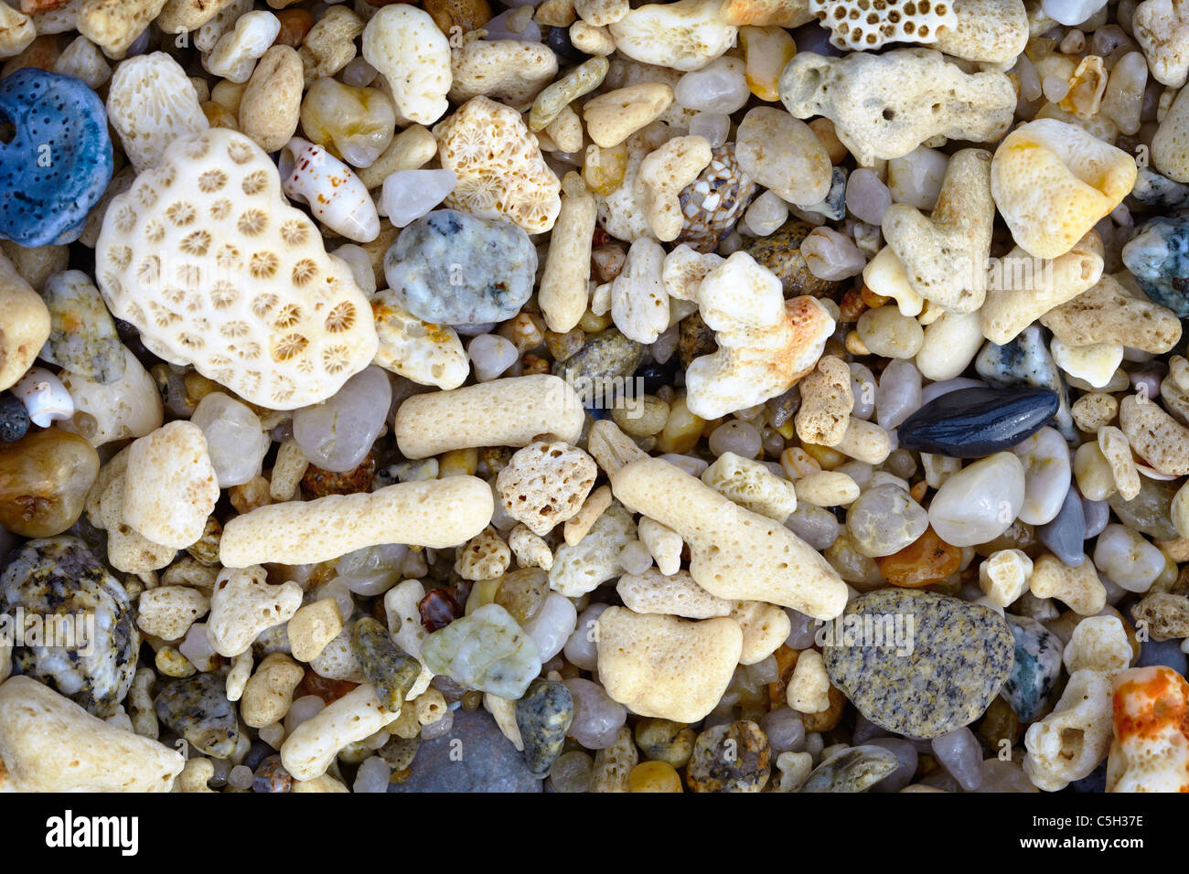 De petits fragments de coquillages et de coraux sur une plage tropicale - contexte Banque D'Images