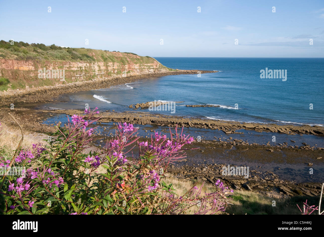 Rive par Cove de rochers et de fleurs sauvages violet Banque D'Images