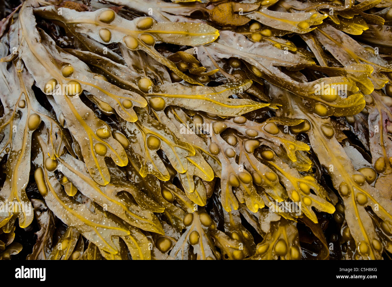 Les Algues Brunes / Bladderrack Sur La Plage à Marée Basse. ( Fucus ...