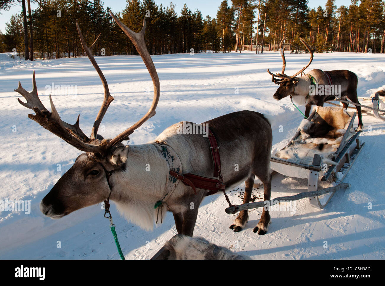 Le traîneau de rennes, Laponie, Finlande Banque D'Images