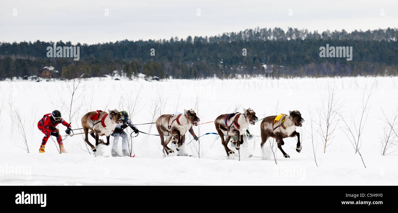 Course de rennes à Inari, en Laponie, Finlande Banque D'Images