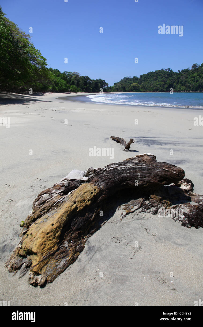 Bois de dérive à Playa Puerto Escondido également connu sous le nom de Playa El Parc National Manuel Antonio, Costa Rica, Amérique Centrale Banque D'Images
