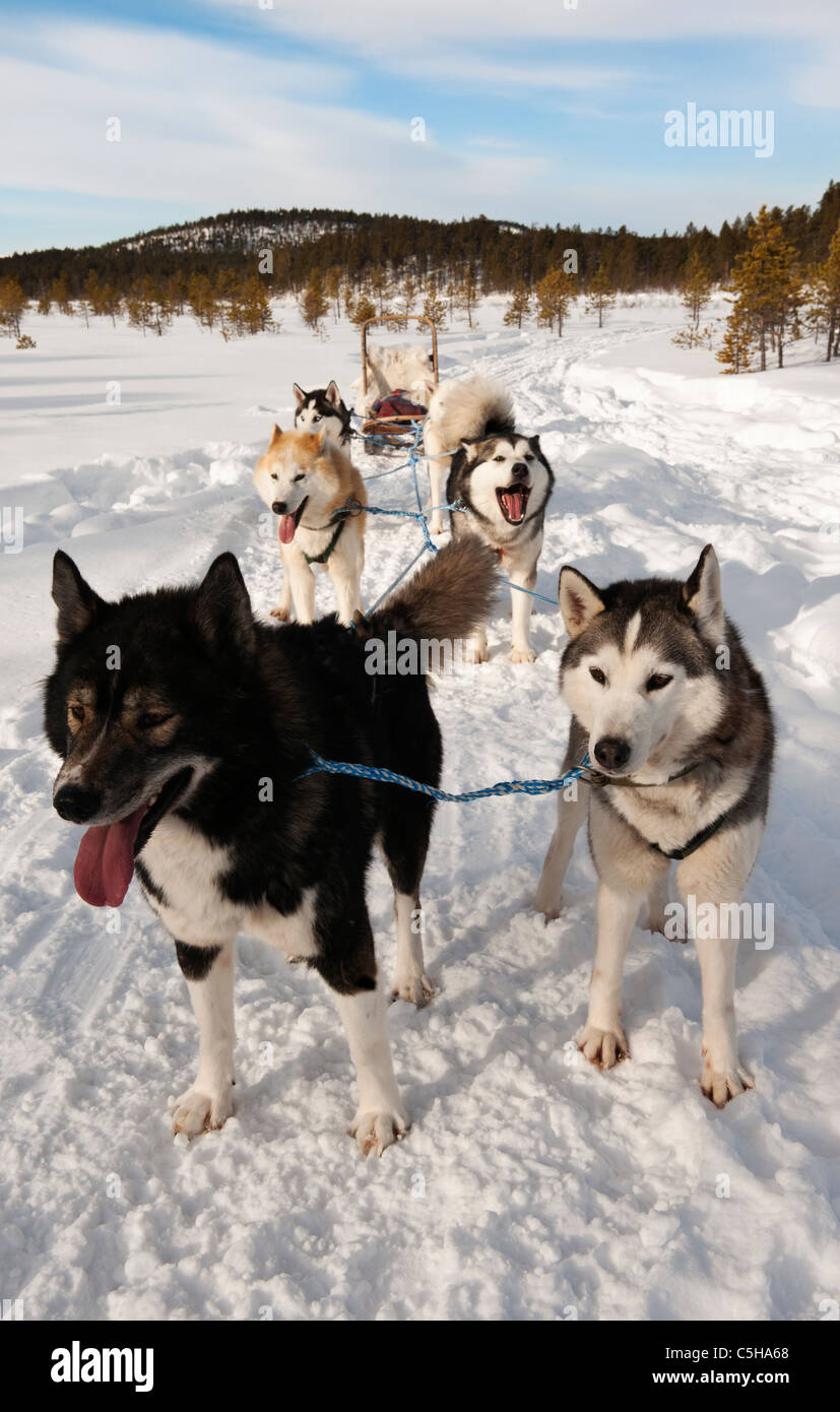 Traîneau à chiens husky, Laponie, Finlande Banque D'Images