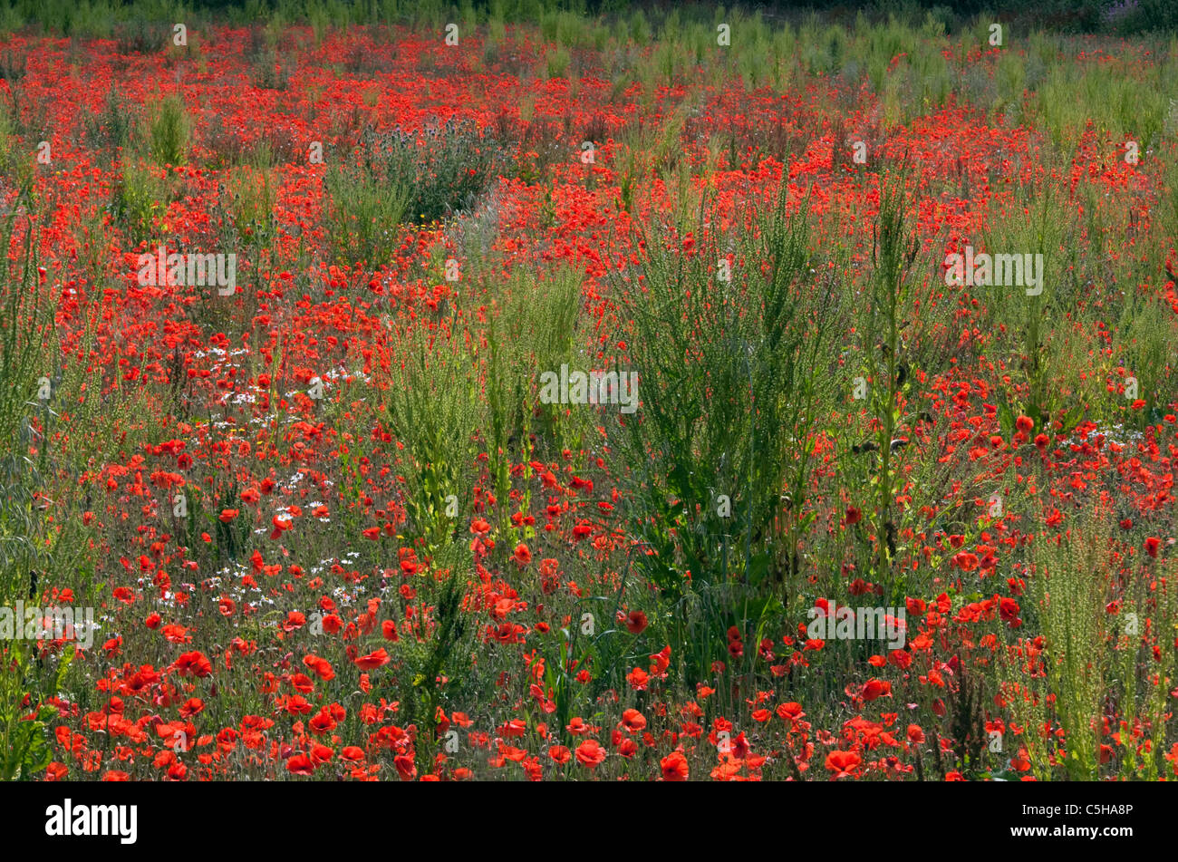 Coquelicots Pavaver rhoea dans Norfolk Field UK Juin Banque D'Images