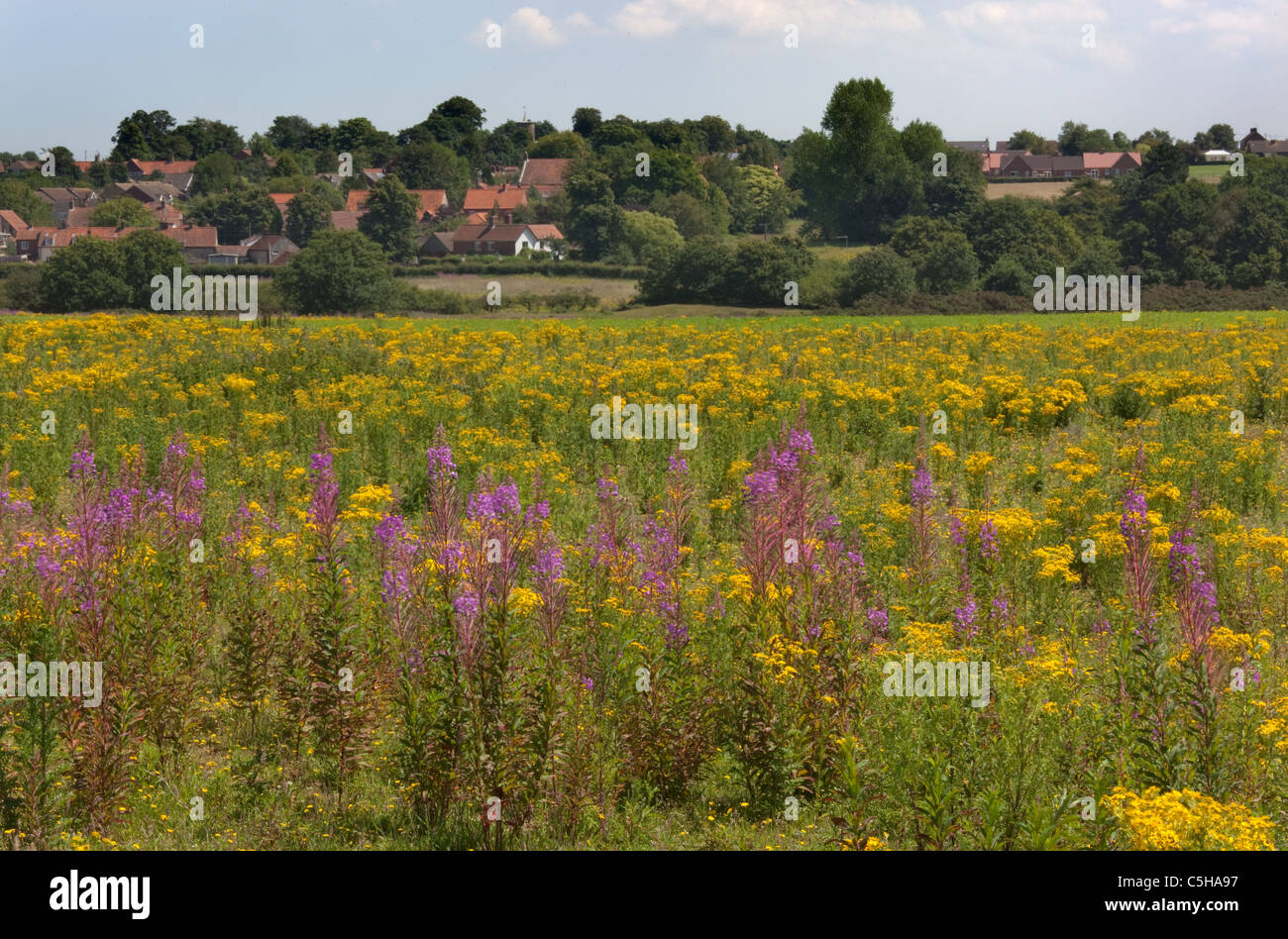 Rosebay willowherb Chamerion augustifolium Séneçon et sur les terres communes de Norfolk Banque D'Images