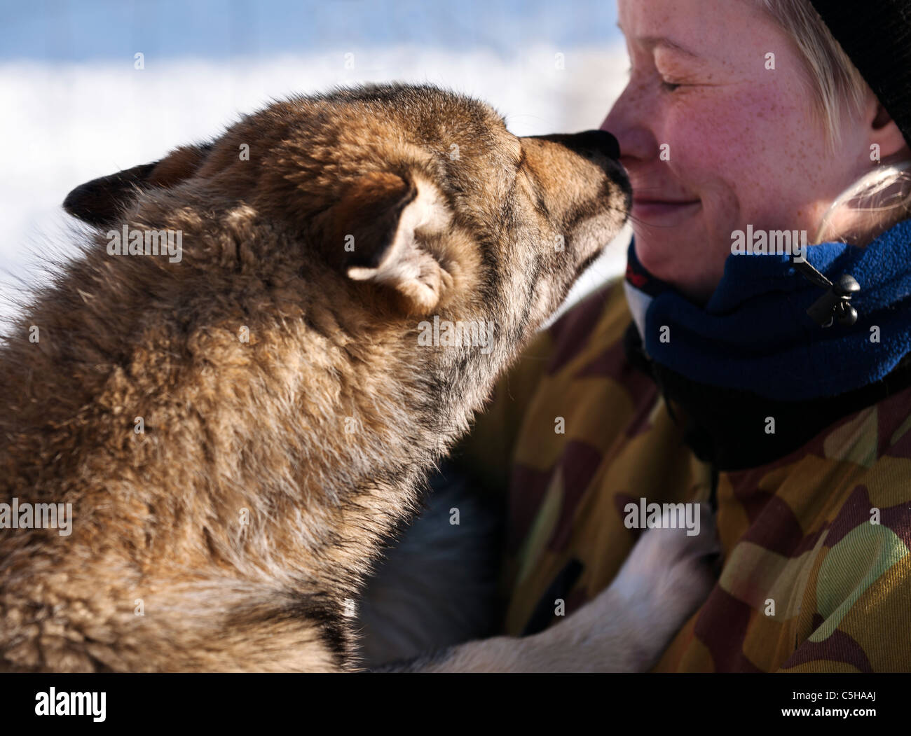 Chargeur avec un chiot Husky, Laponie, Finlande Banque D'Images