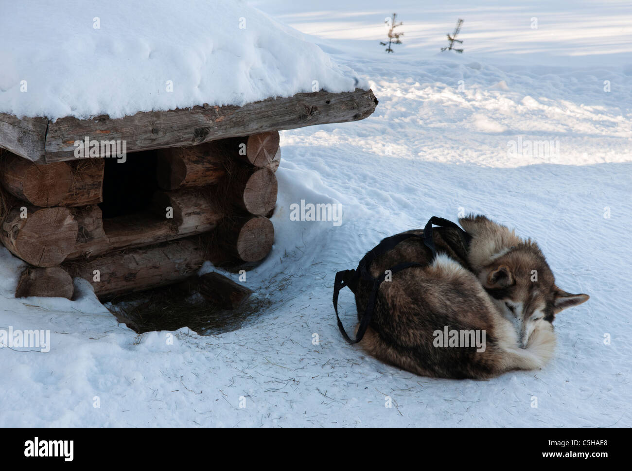 Husky, Laponie, Finlande Banque D'Images