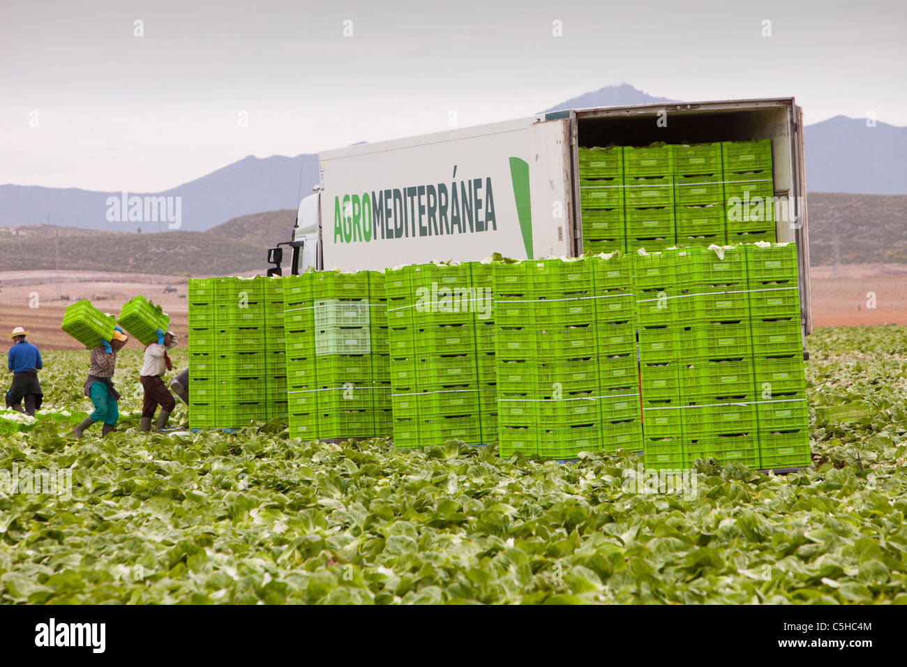 Récolte de laitue dans un champ près de Sorbas, dans le sud de l'Espagne. Banque D'Images