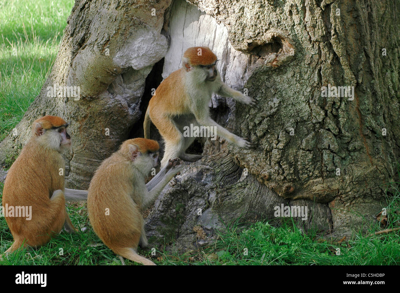 Les singes se cacher derrière un arbre Banque D'Images