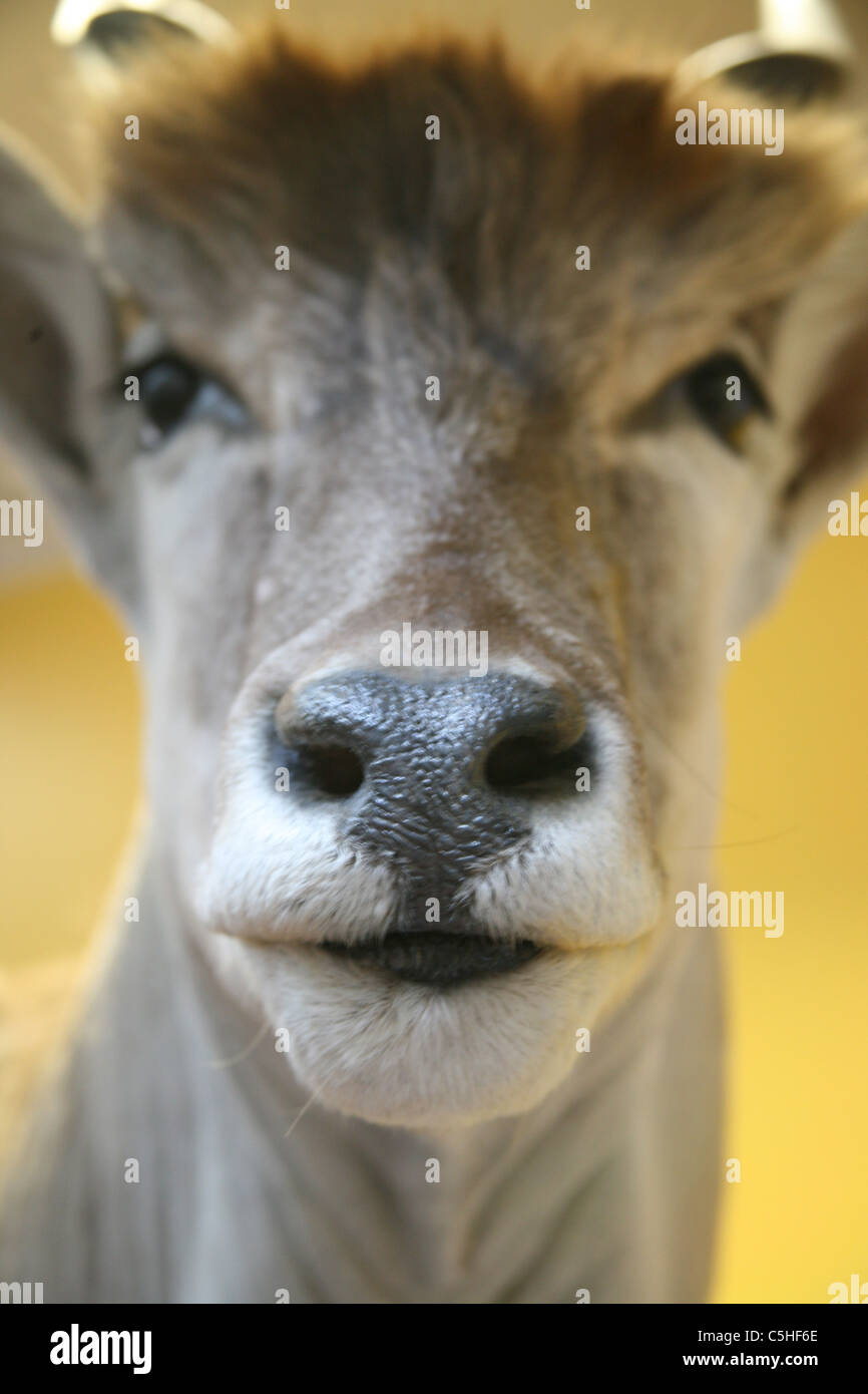 Antilope Eland farcies dans un musée à Dublin Banque D'Images