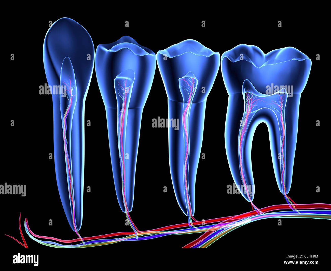 Dessin de dents Banque de photographies et d’images à haute résolution Alamy