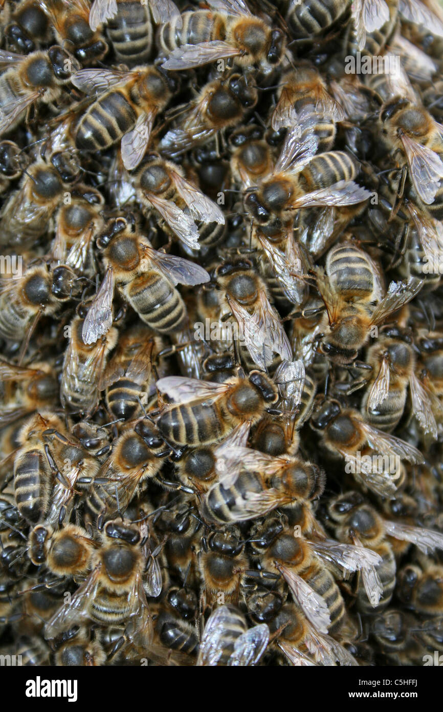 Les abeilles Apis mellifera, Lincolnshire, Royaume-Uni Banque D'Images