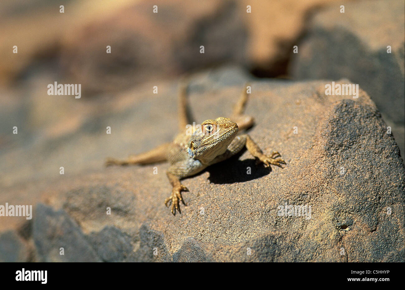L'Algérie. près de Djanet. Désert du Sahara. Lizard on rock.' Banque D'Images