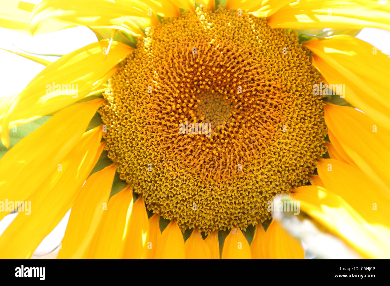 La Turquie, l'Anatolie Centrale, tournesol, tournesol, graines de fleurs jaune soleil Banque D'Images