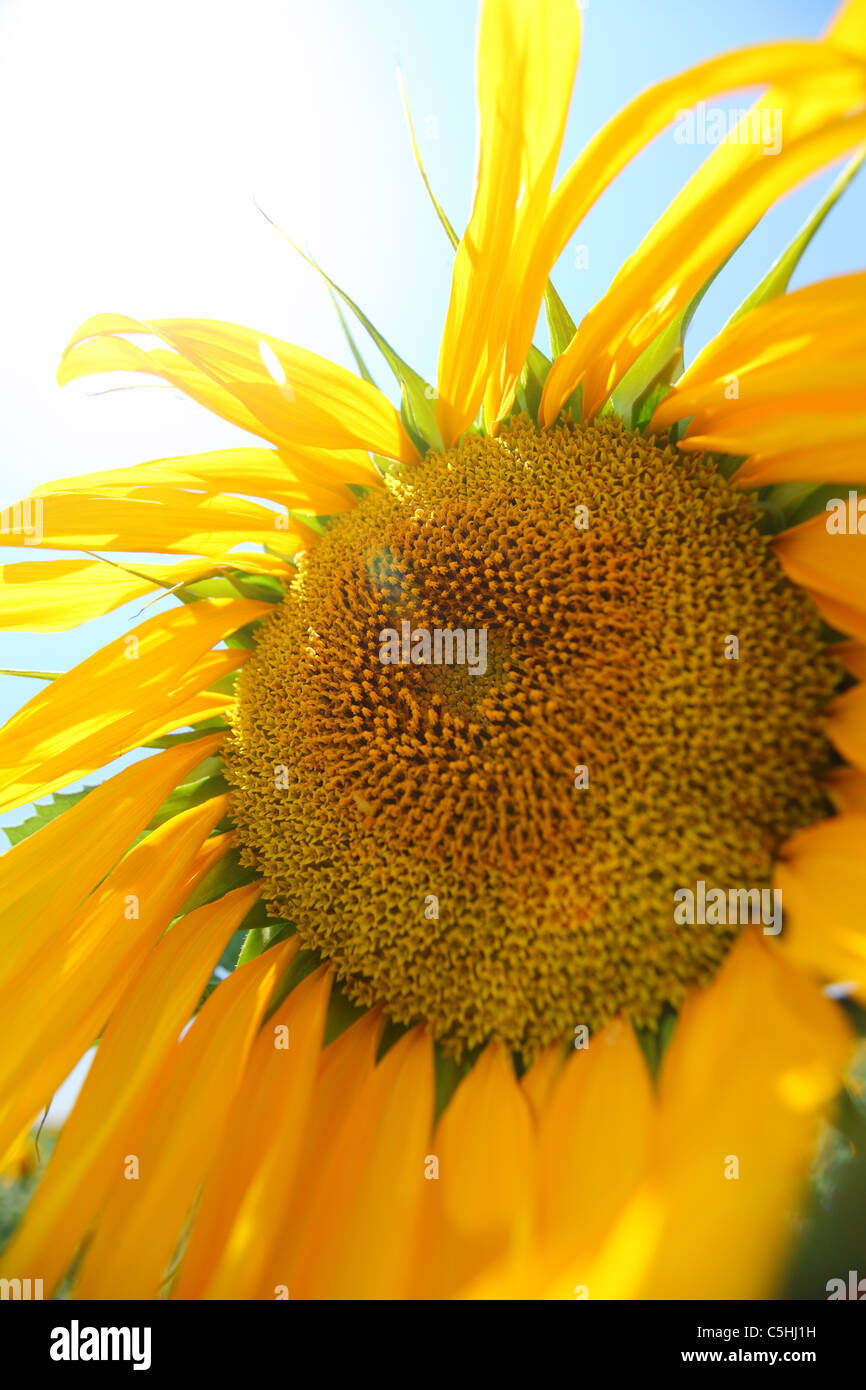 La Turquie, l'Anatolie Centrale, tournesol, tournesol, graines de fleurs jaune soleil Banque D'Images