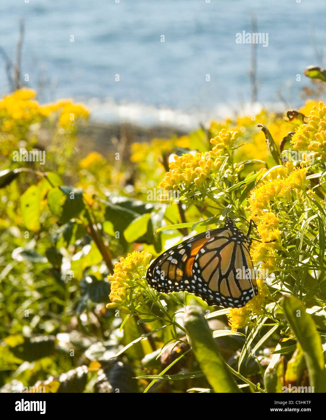 Papillon monarque,Houghton.flower,alimentation,alimentaire,papillon,migration,monarque,voler,lond Banque D'Images