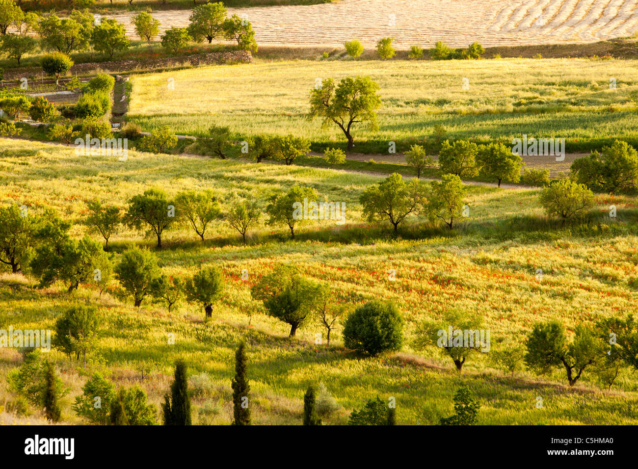 L'agriculture traditionnelle, avec de petits champs de céréales, de plus en plus entremêlés avec des arbres fruitiers, en La Calahorra, Andalousie, Espagne, Banque D'Images