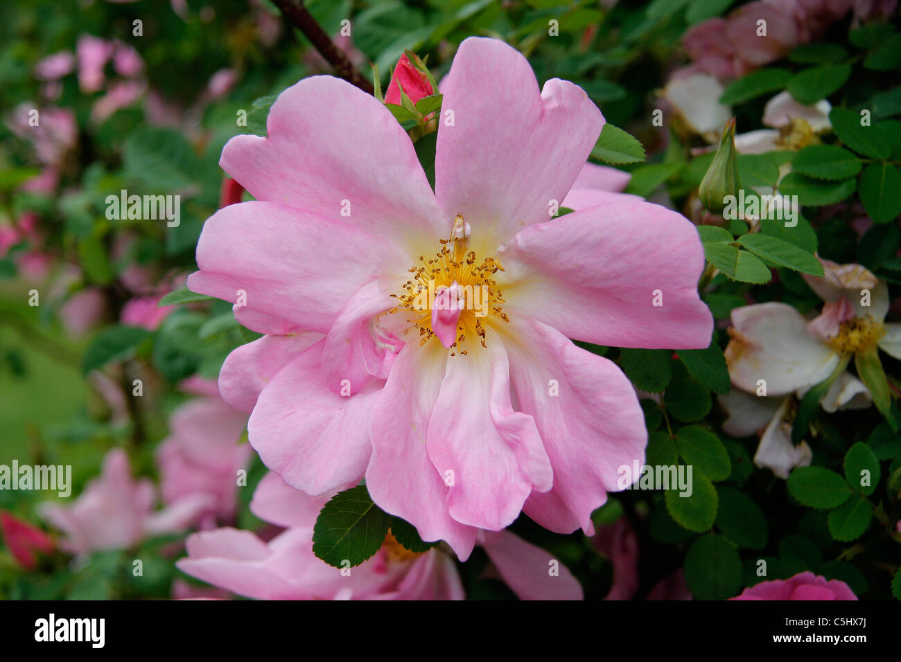 Rose Marguerite Hilling, Rosa moyesii hybride (Thomas Hilling en 1959). Banque D'Images