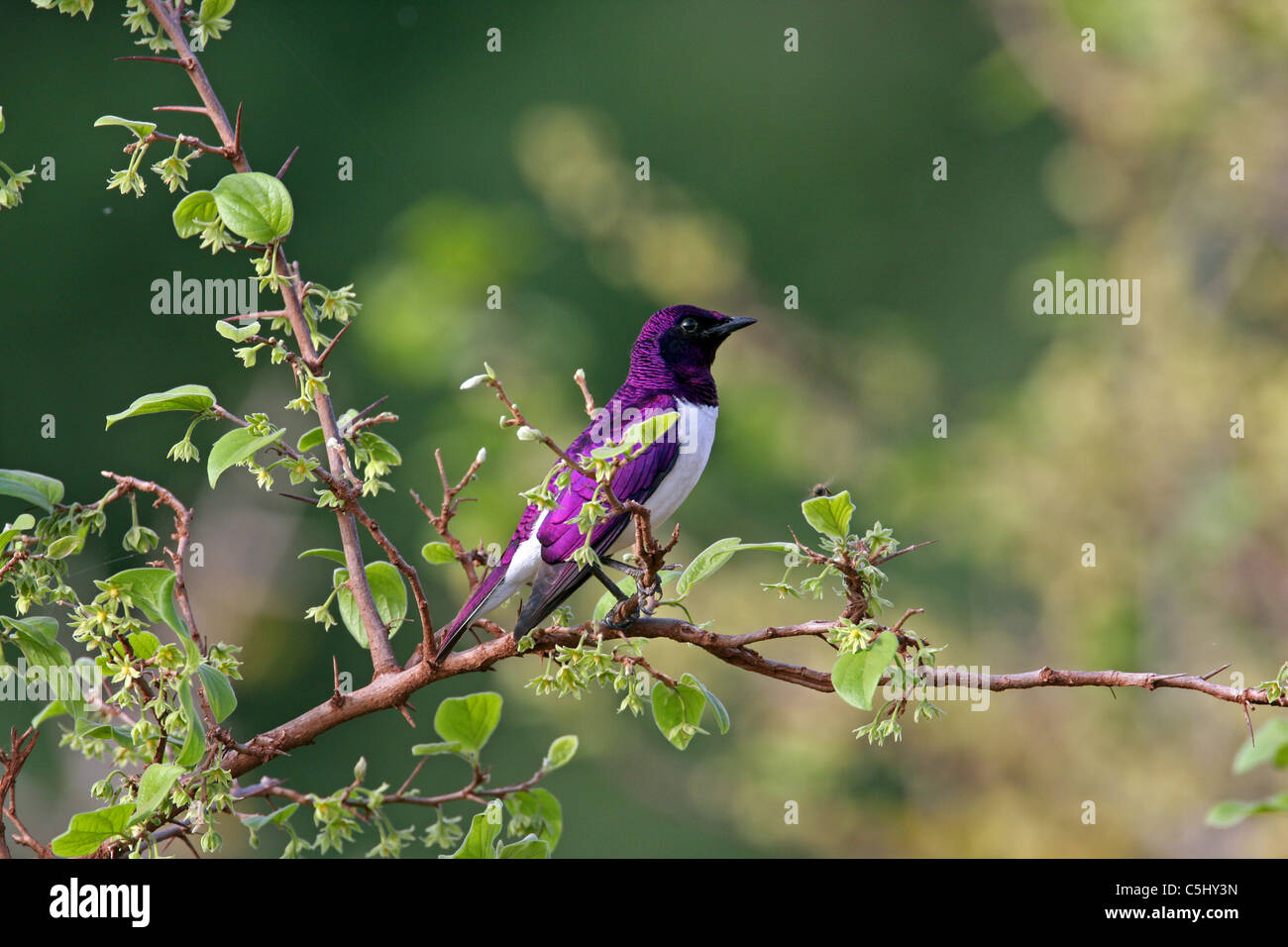 L'est-violet, Sunbird Anthreptes orientalis, Tanzanie Banque D'Images