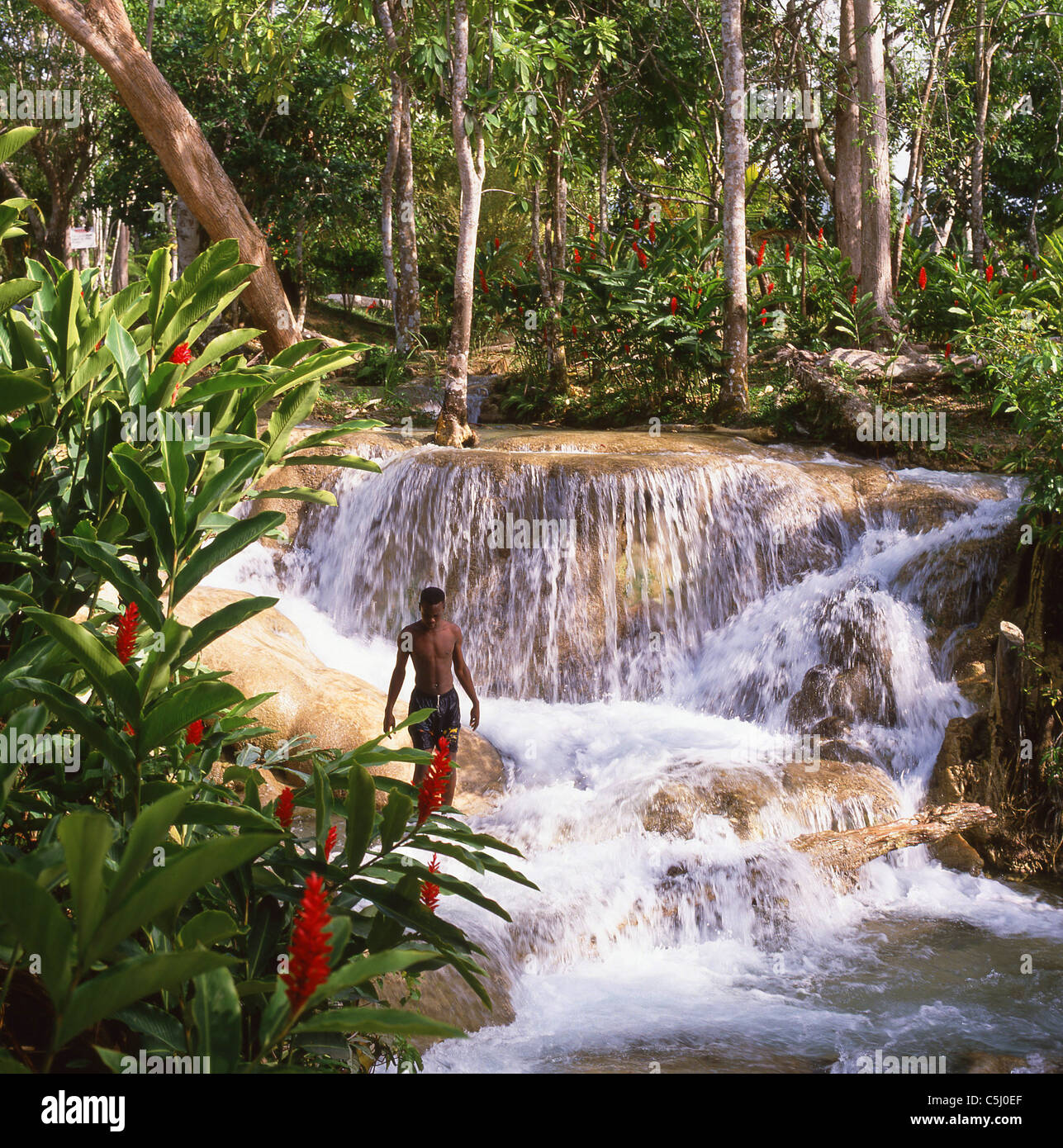 Dunn's River Falls, Ocho Ríos, paroisse de Saint Ann, Jamaïque, Antilles, Caraïbes Banque D'Images