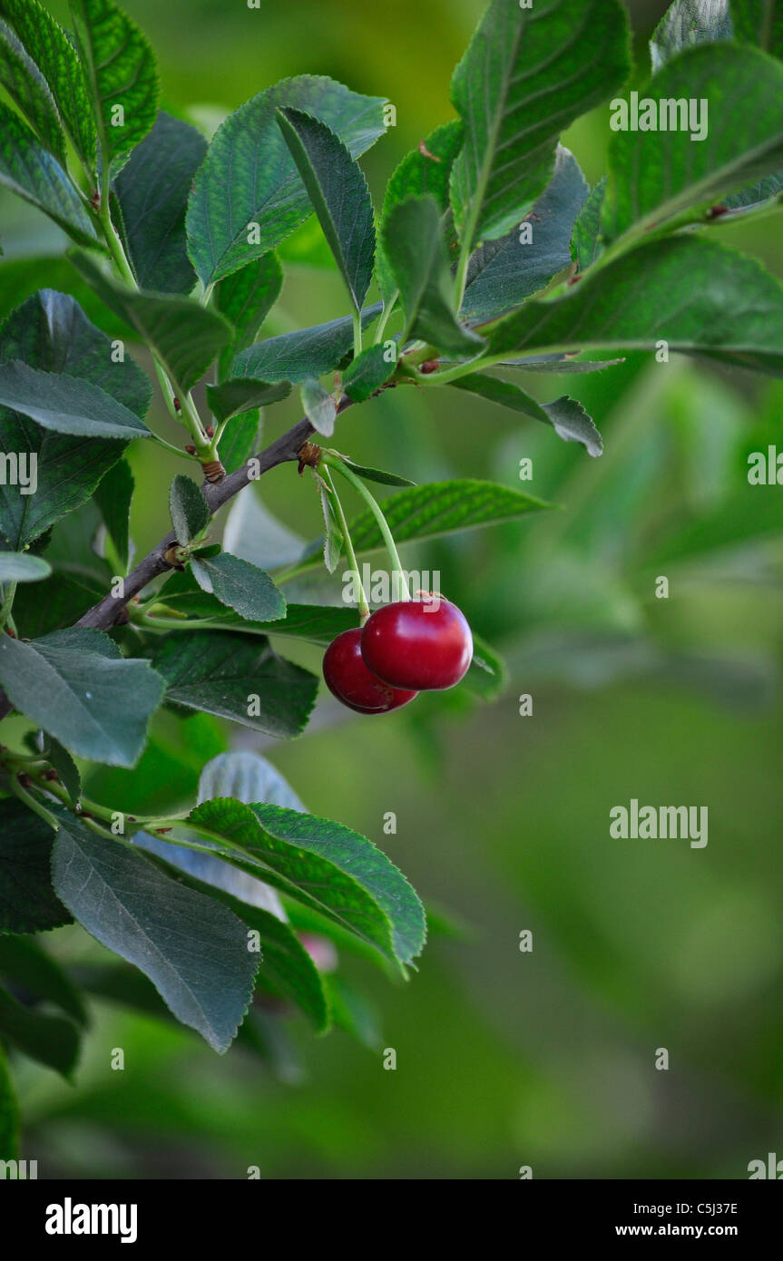 Deux cerises acides organiques accrochée à la branche d'arbre. Banque D'Images