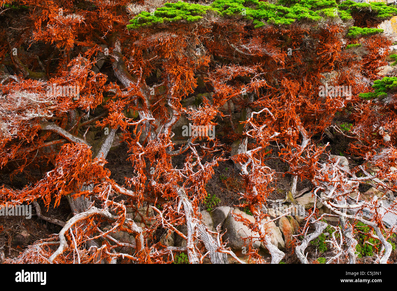 Cyprès (Cupressus) macrcarpa couverts dans les algues vertes, Point Lobos State Reserve, Carmel, Californie Banque D'Images
