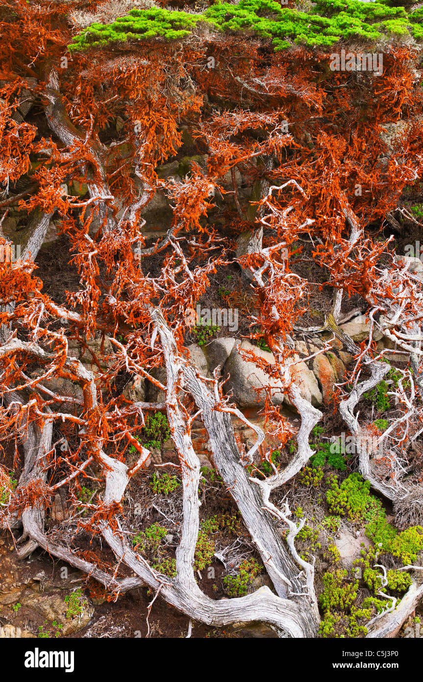 Cyprès (Cupressus) macrcarpa couverts dans les algues vertes, Point Lobos State Reserve, Carmel, Californie Banque D'Images