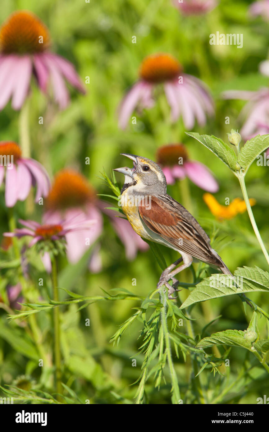 Dickcissel chantant entre purple coneflowers - fleurs sauvages - verticale Banque D'Images