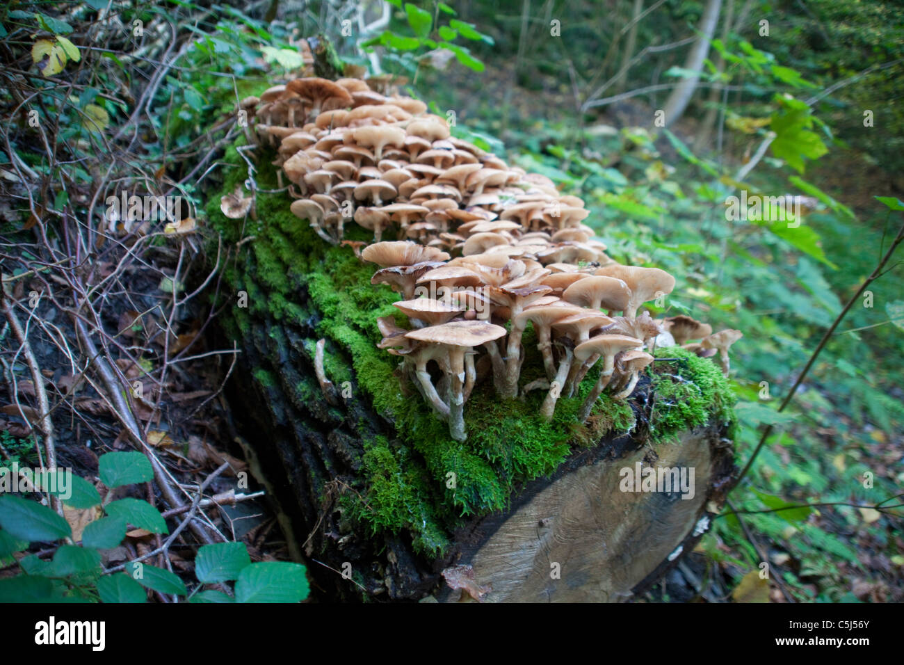 Wildwachsende Pilze im Wald bei Traben-Trarbach, Moselle, la culture des champignons sauvages dans la forêt de Traben-Trarbach, Moselle Banque D'Images