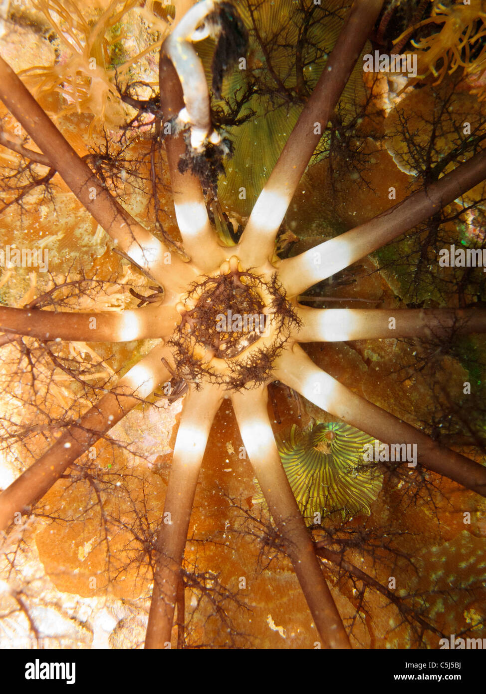 La symétrie radiale d'un panier Étoiles Banque D'Images