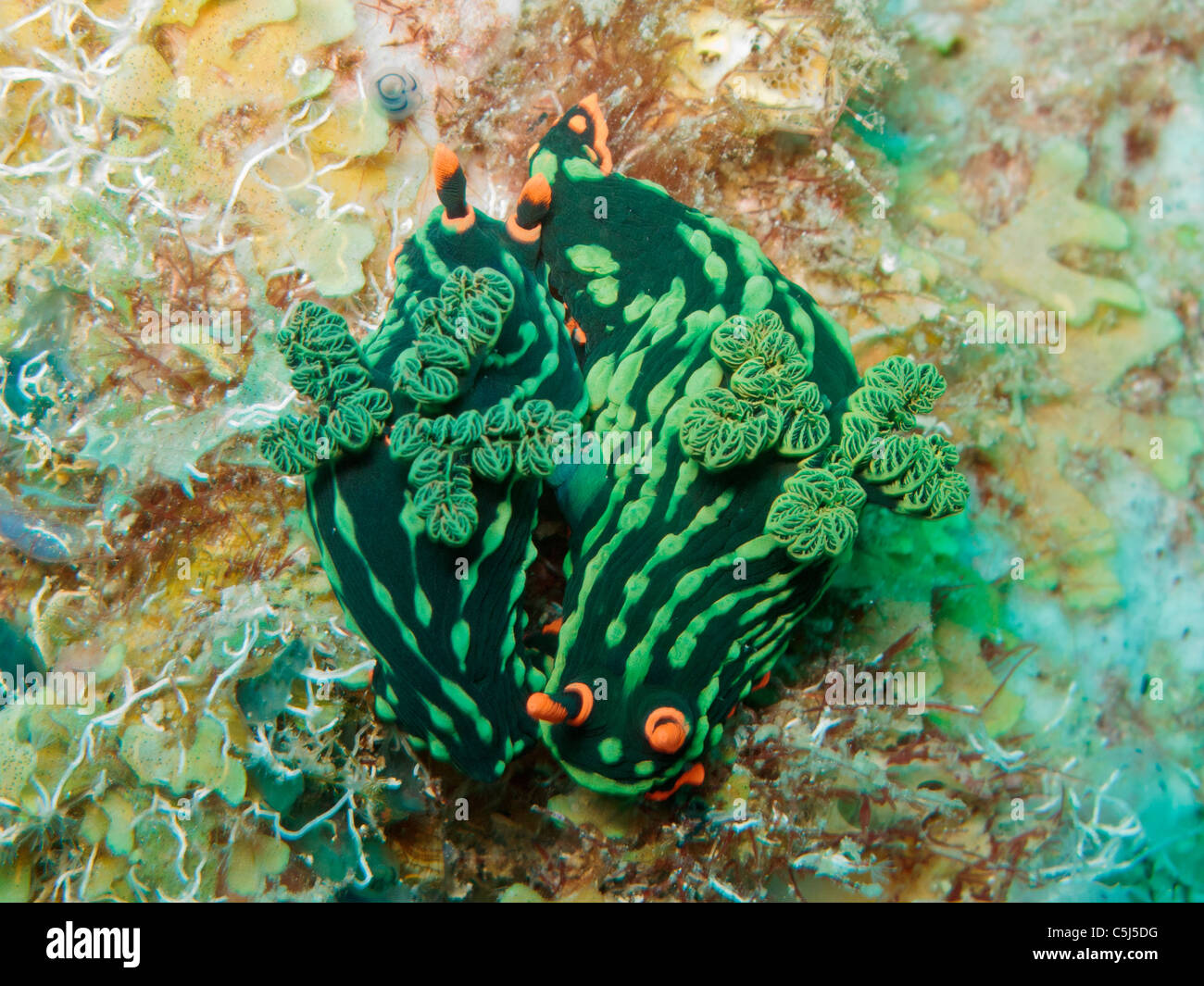 Variation de nudibranches de la même espèce, Nembrotha kubaryana Banque D'Images