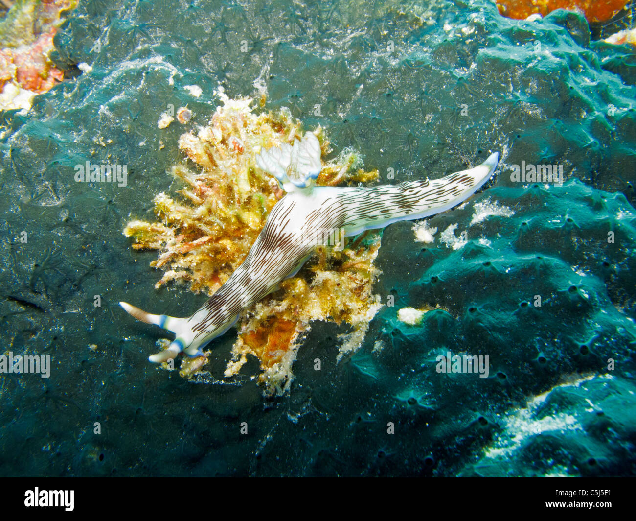Un nudi rampage sur la mousse Banque D'Images