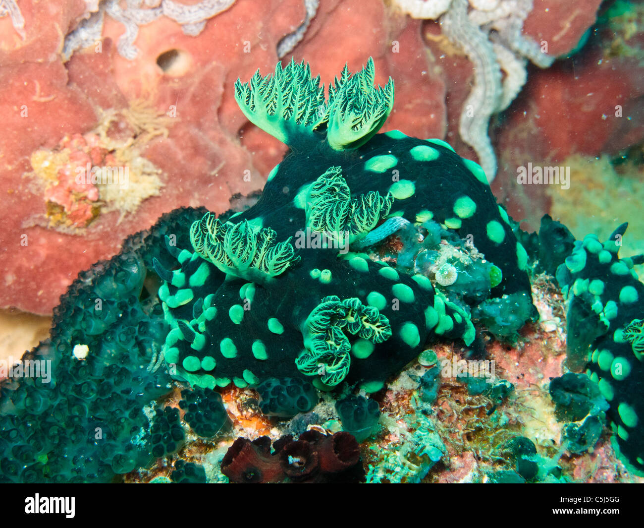 L'accouplement des nudibranches Banque D'Images