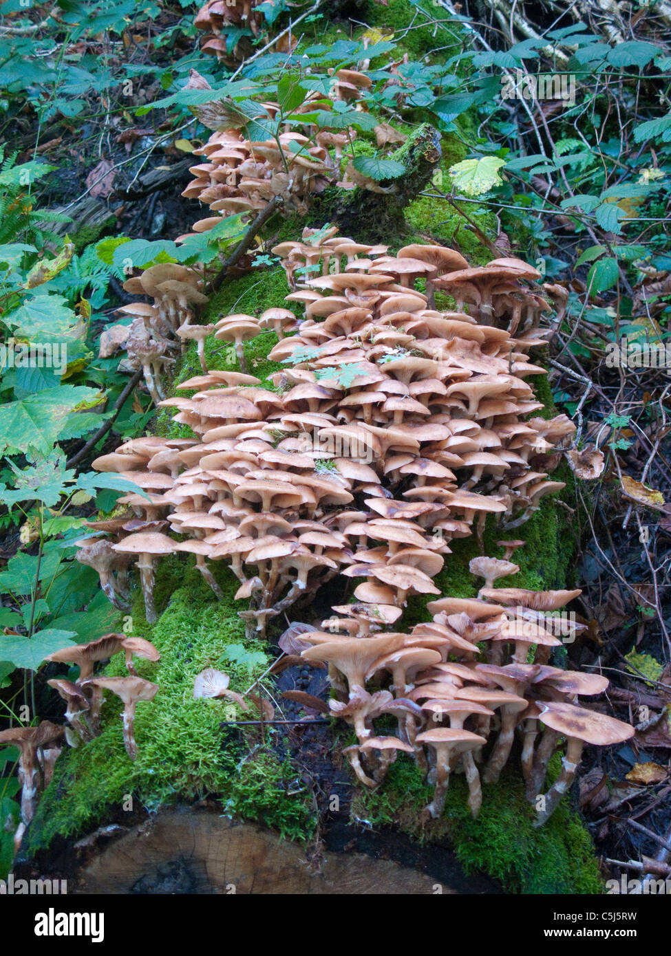 Wildwachsende Pilze im Wald bei Traben-Trarbach, Moselle, la culture des champignons sauvages dans la forêt de Traben-Trarbach, Moselle, Banque D'Images