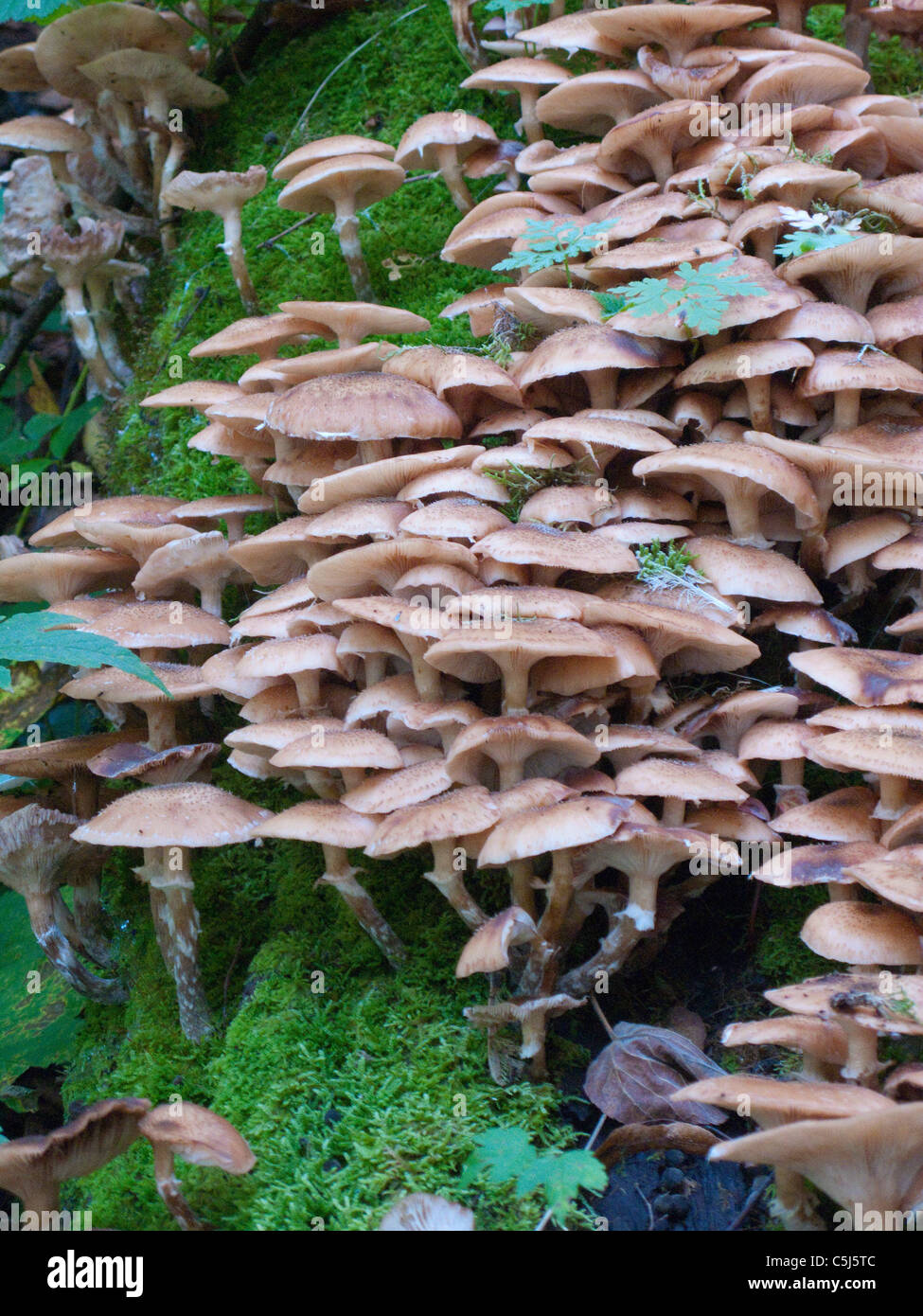Wildwachsende Pilze im Wald bei Traben-Trarbach, Moselle, la culture des champignons sauvages dans la forêt de Traben-Trarbach, Moselle, Banque D'Images