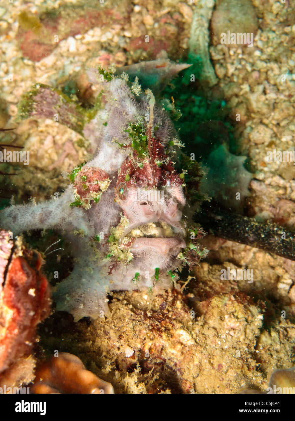 Poisson Grenouille verruqueux en variation rosâtre Banque D'Images